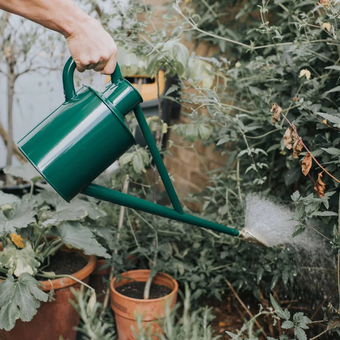 Warley Fall (One Gallon)