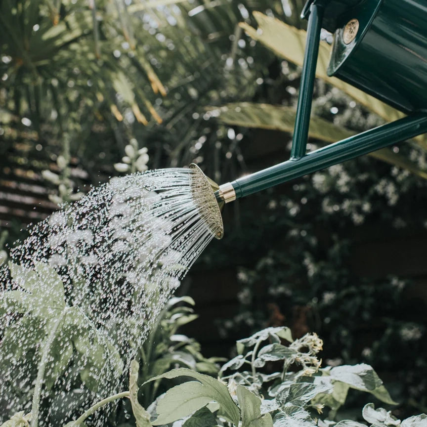 Bearwood Brook (One Gallon)