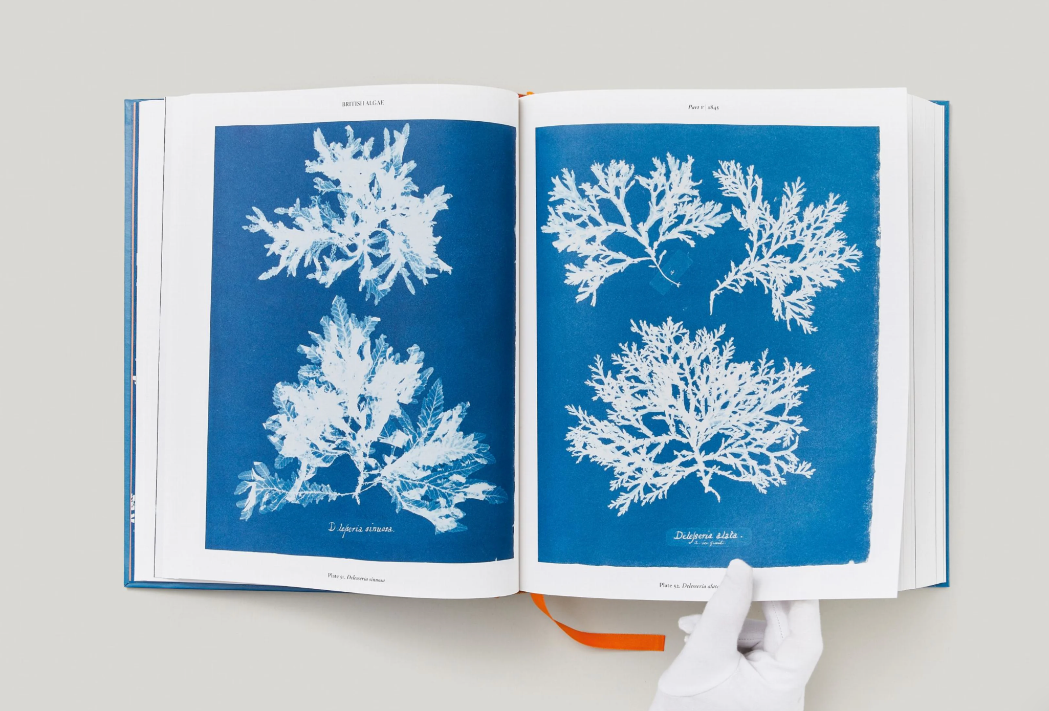 Cyanotypes by Anna Atkins