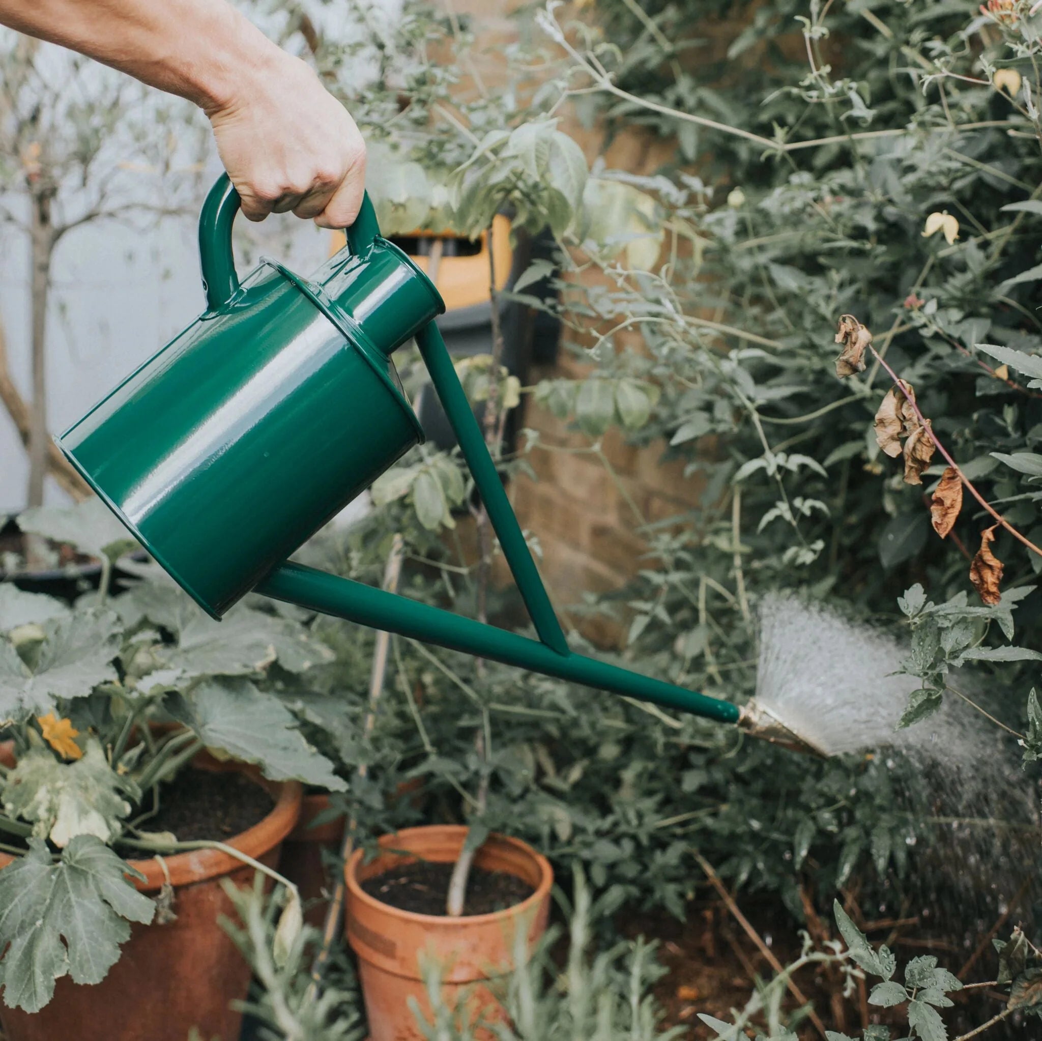 Warley Fall (One Gallon)